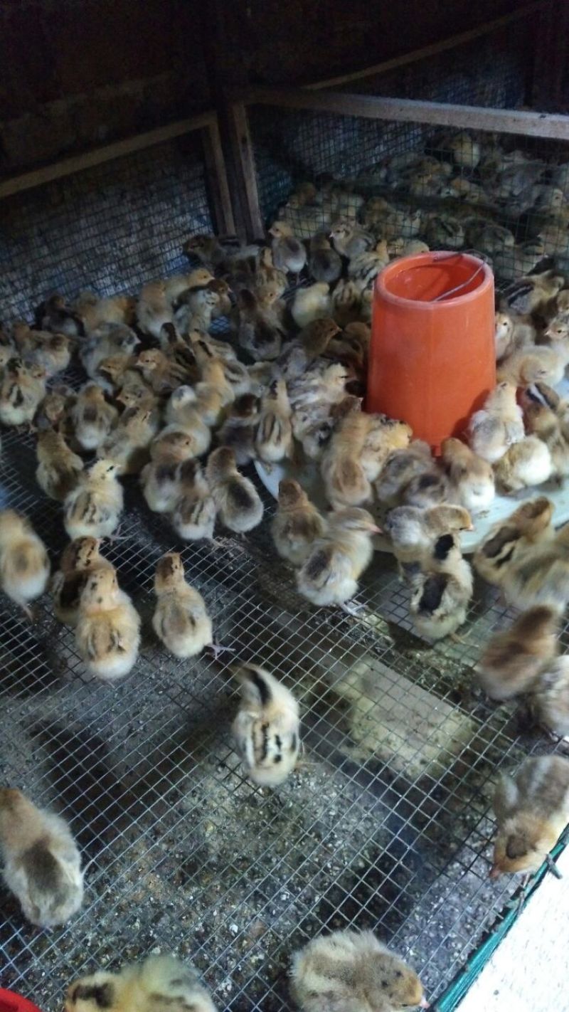 青脚土鸡苗出壳苗35~45克雌