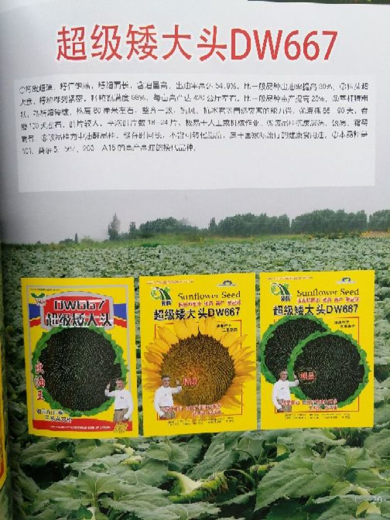 葵花种子