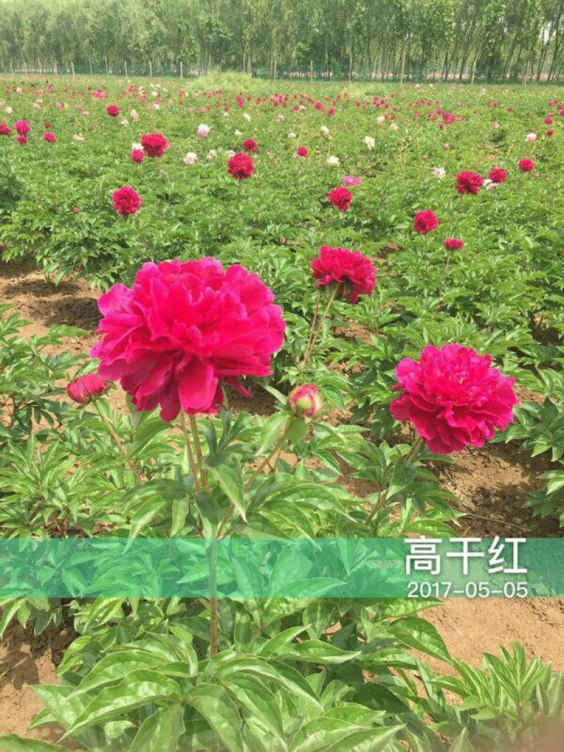 牡丹0.5米以下