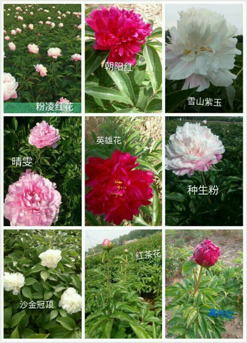 牡丹0.5米以下