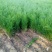 侧柏侧柏杯苗容器袋侧柏陕西侧柏40-70公分50万株