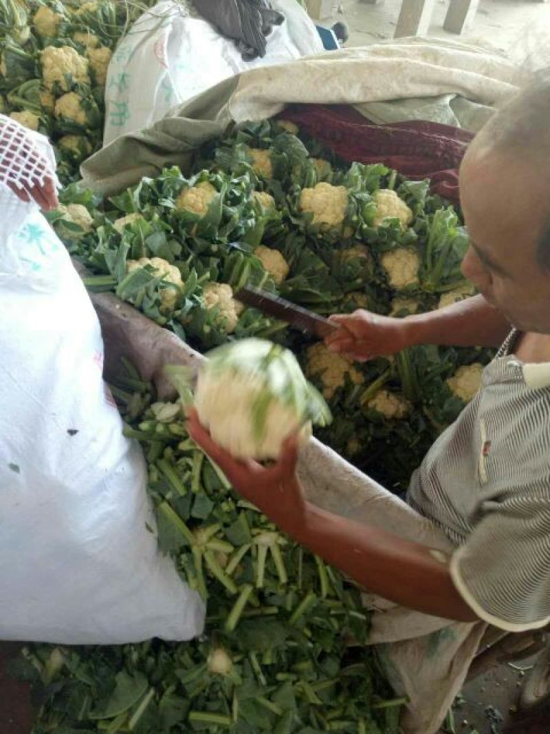 菜花2斤紧密乳白