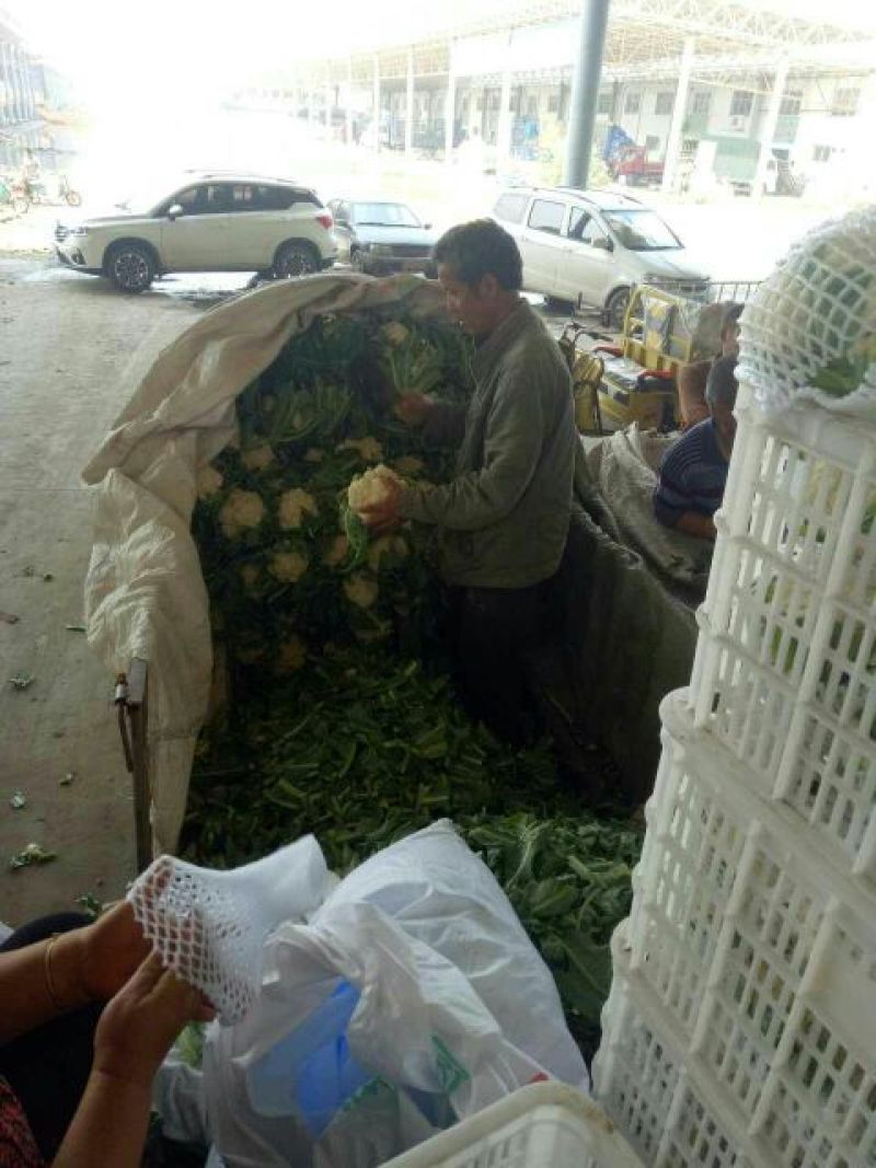 菜花2斤紧密乳白