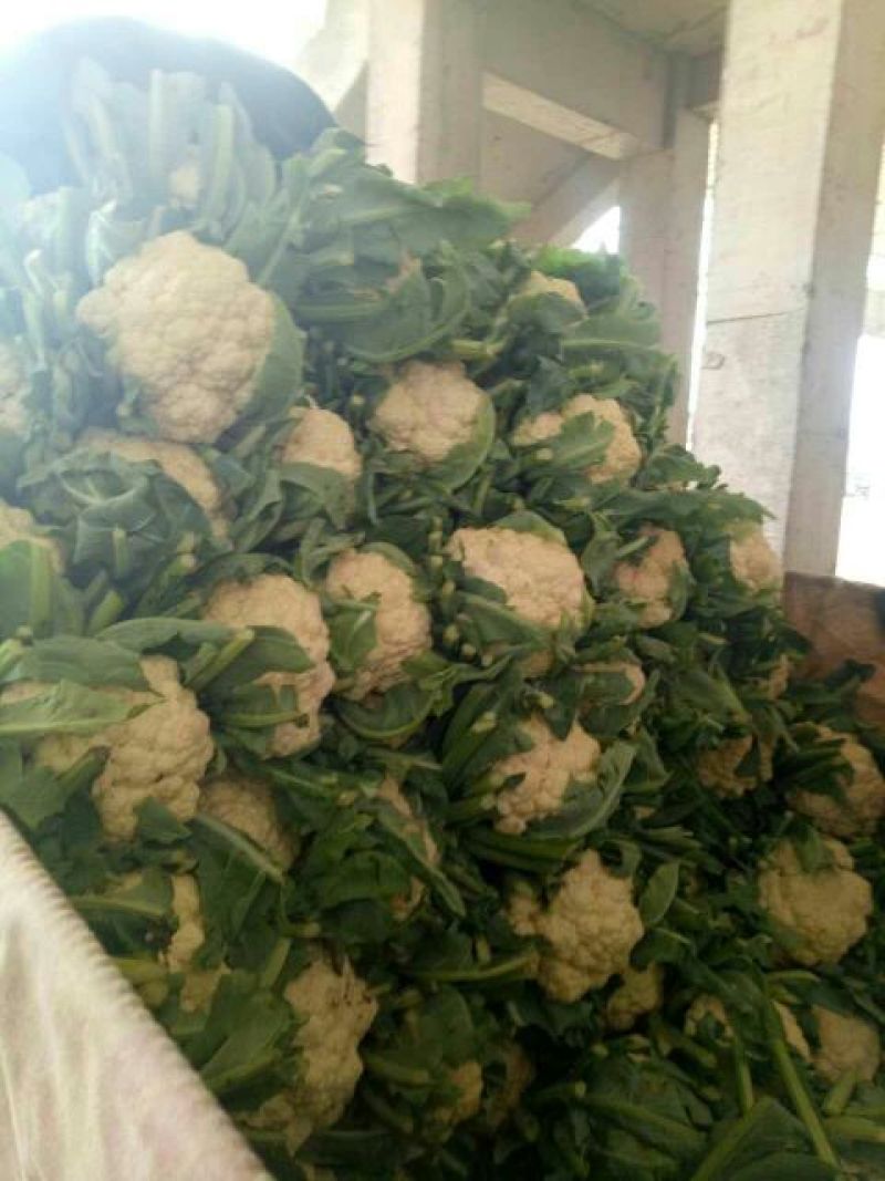 菜花2斤紧密乳白