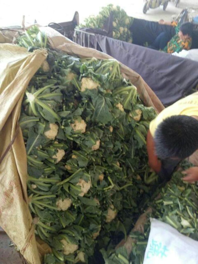 菜花2斤紧密乳白