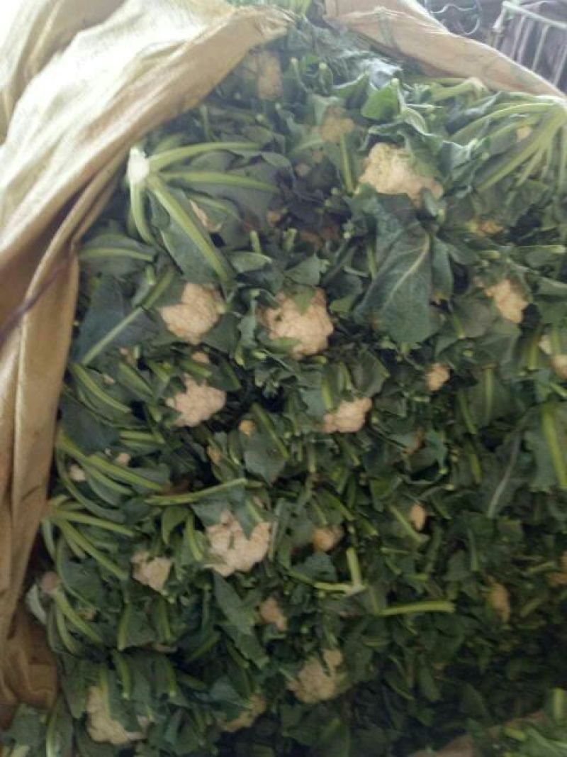 菜花2斤紧密乳白