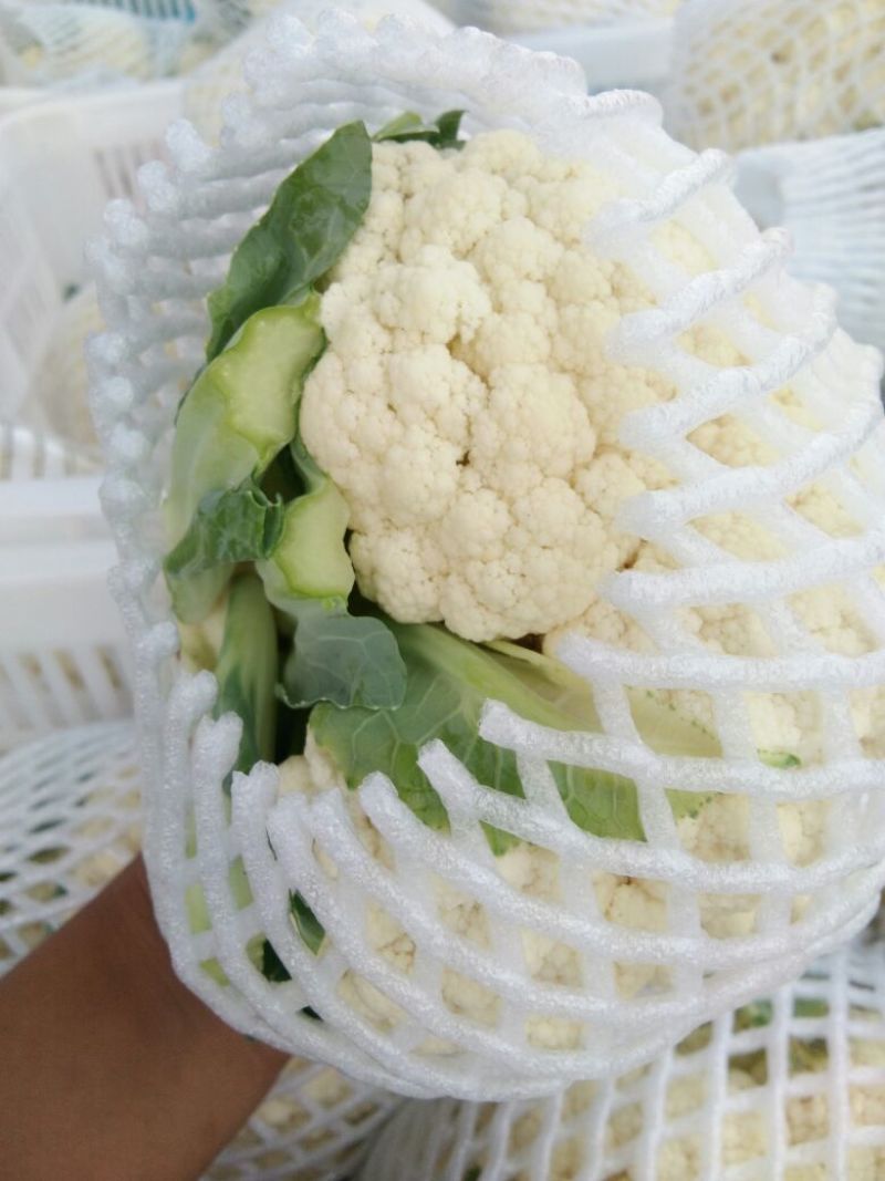 菜花2斤紧密乳白