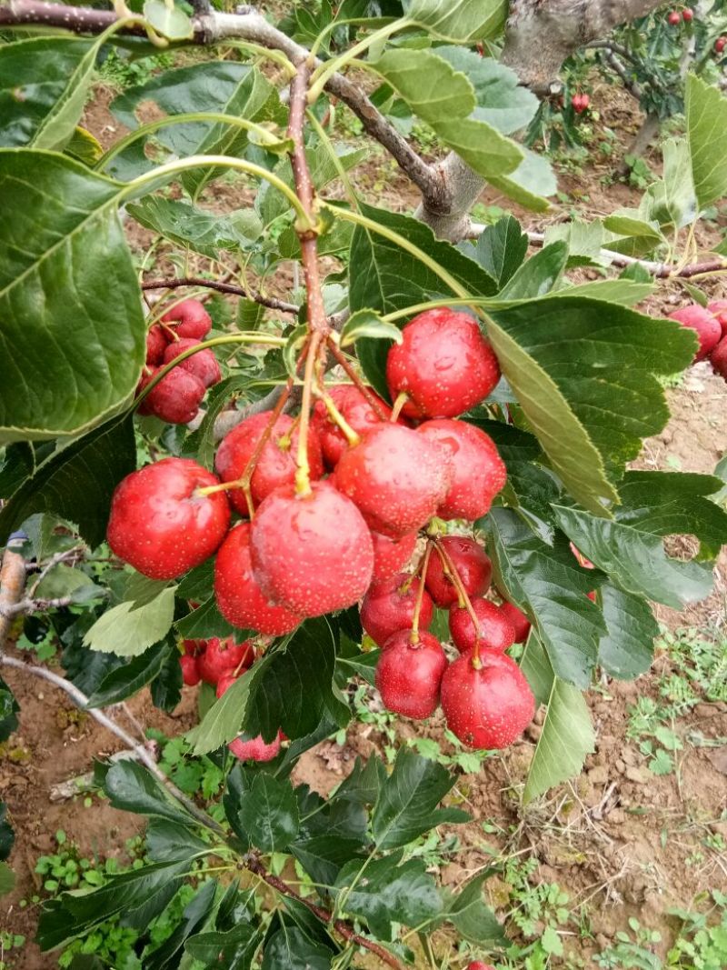 大棉球山楂质量杠杠的可实地看货考察