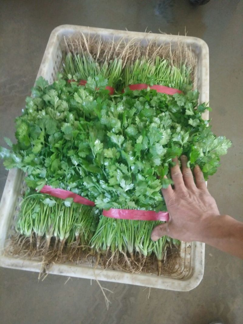 【热卖】河南精品大叶香菜/对接电商市场/品质保证/欢迎联系