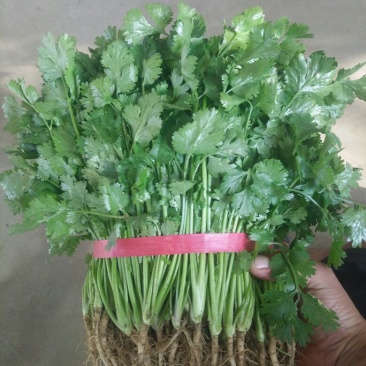 【热卖】河南精品大叶香菜/对接电商市场/品质保证/欢迎联系