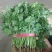 【热卖】河南精品大叶香菜/对接电商市场/品质保证/欢迎联系