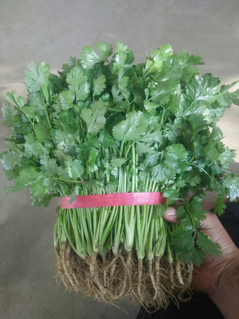 【热卖】河南精品大叶香菜/对接电商市场/品质保证/欢迎联系