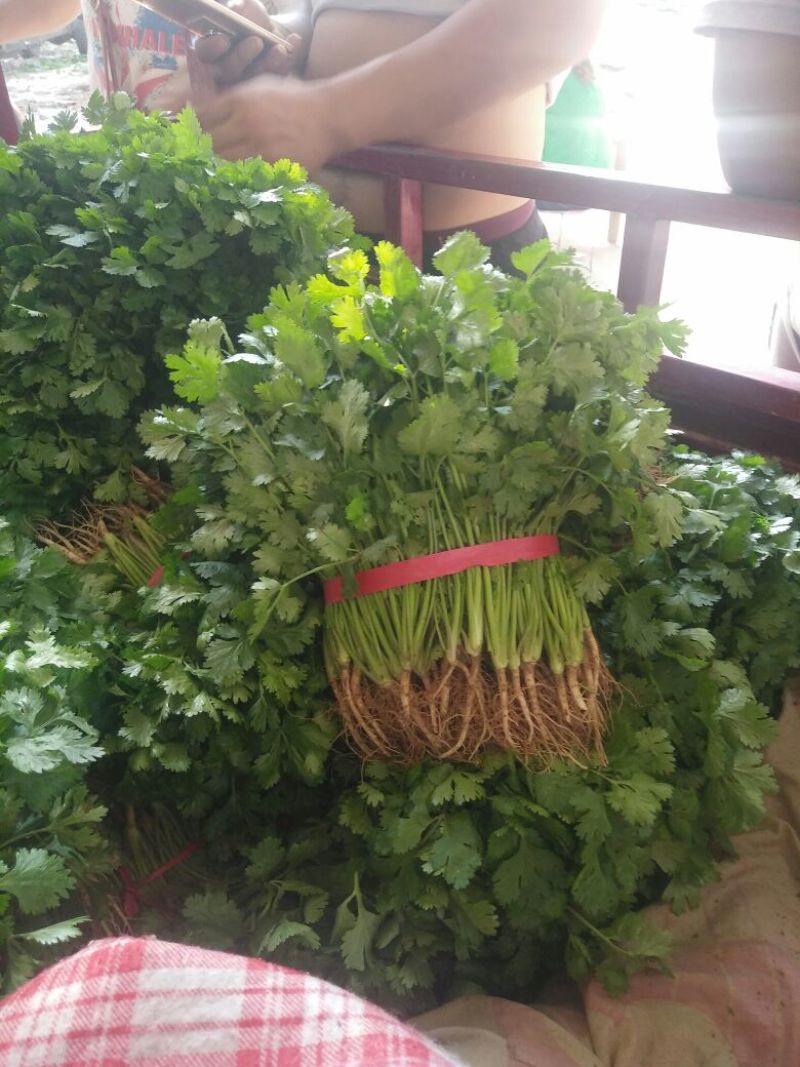 【热卖】河南精品大叶香菜/对接电商市场/品质保证/欢迎联系