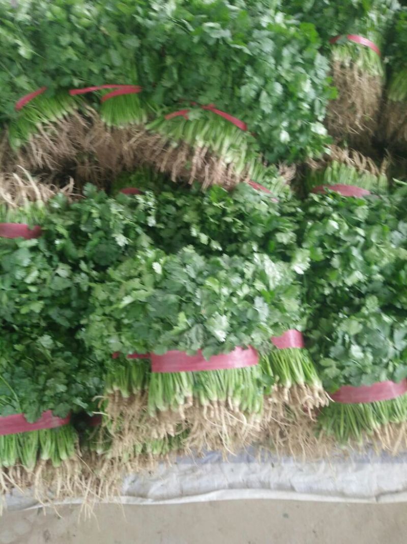 【热卖】河南精品大叶香菜/对接电商市场/品质保证/欢迎联系
