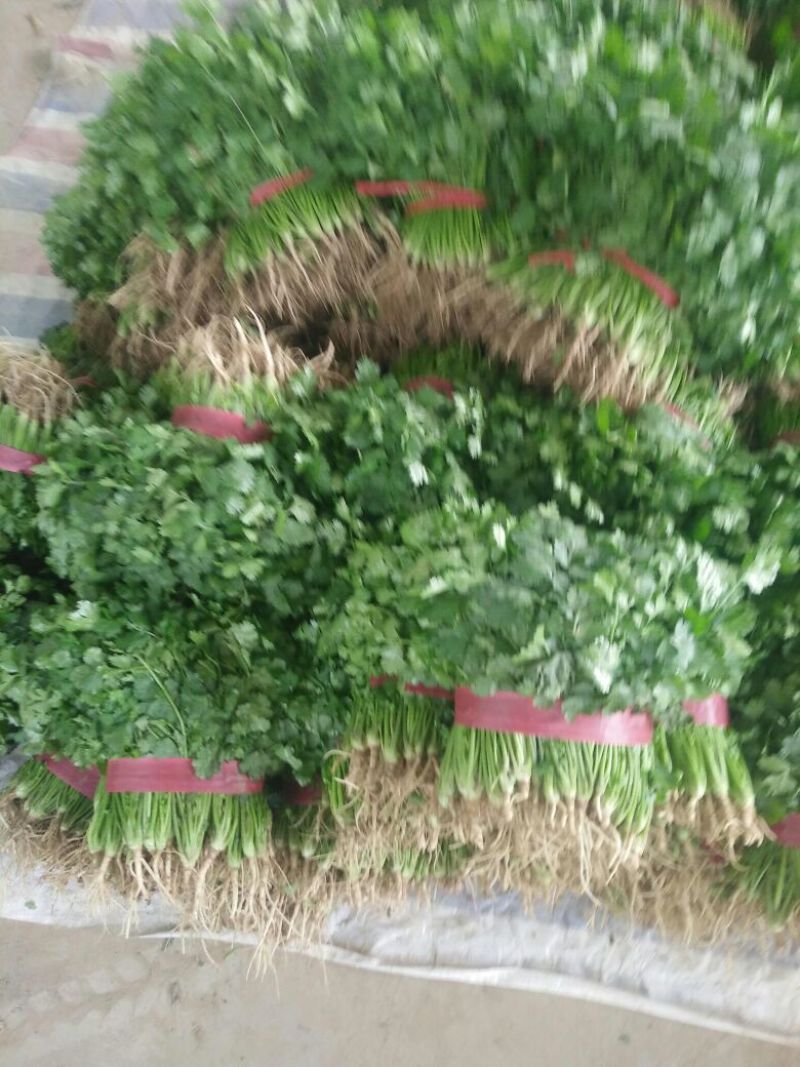 【热卖】河南精品大叶香菜/对接电商市场/品质保证/欢迎联系