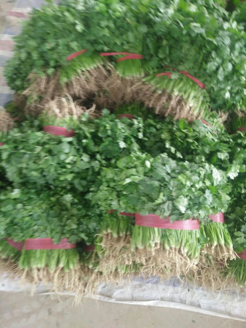 【热卖】河南精品大叶香菜/对接电商市场/品质保证/欢迎联系