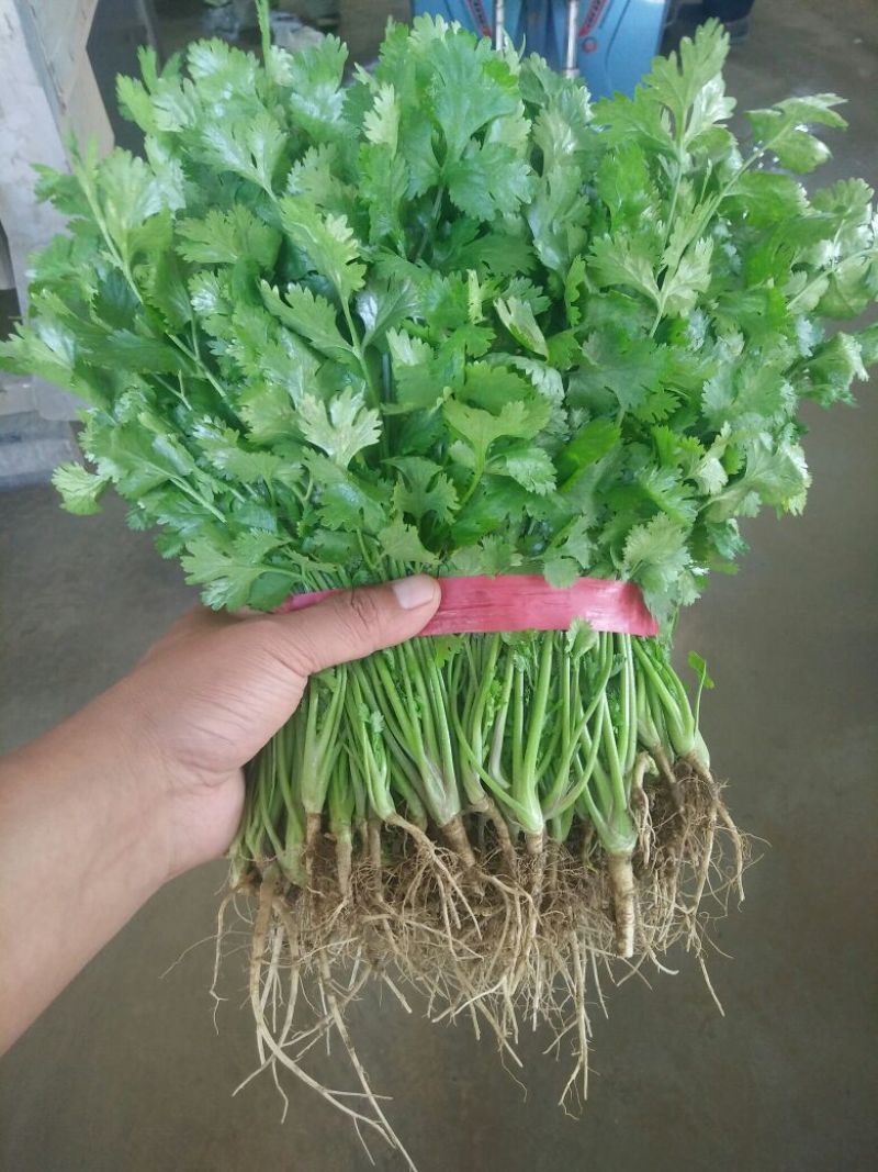【热卖】河南精品大叶香菜/对接电商市场/品质保证/欢迎联系