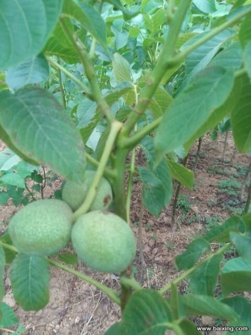 核桃苗辽核1号，香玲，清香2年苗现挖现发