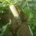 青萝卜1~1.5斤起