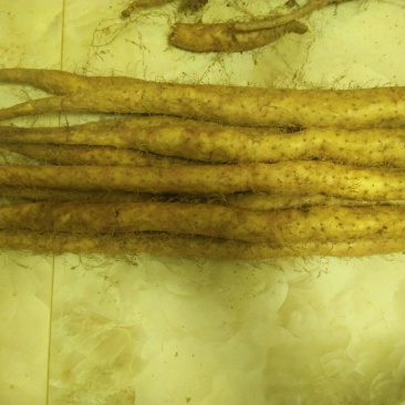 细毛山药3~4厘米40~50厘米一级