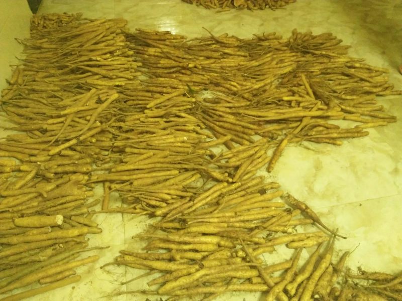 细毛山药3~4厘米40~50厘米一级
