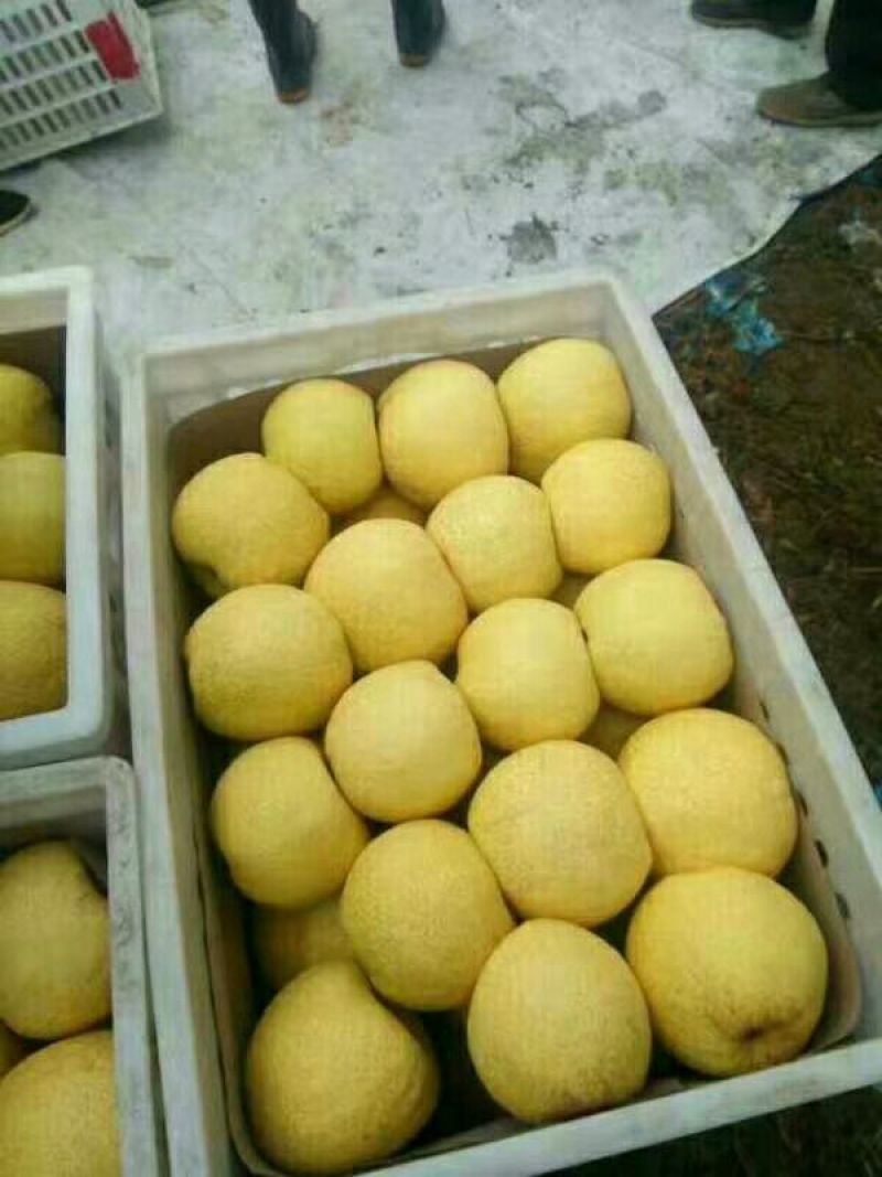 砀山梨600g以上筐装