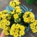 长寿花