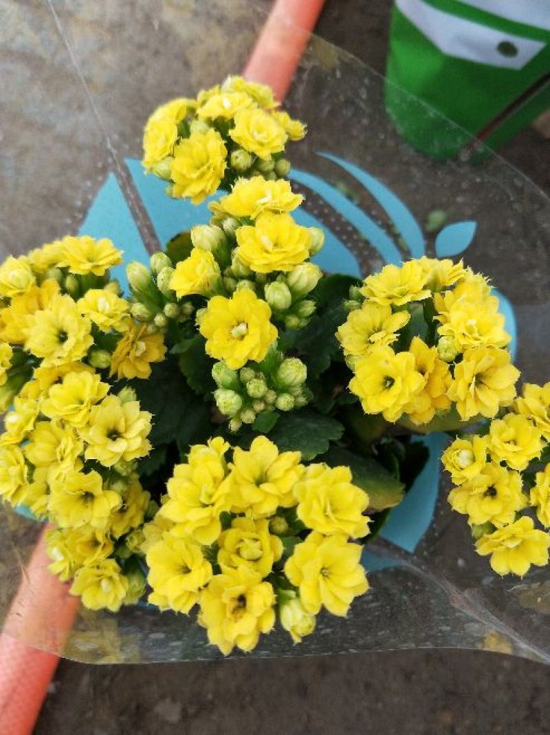 长寿花