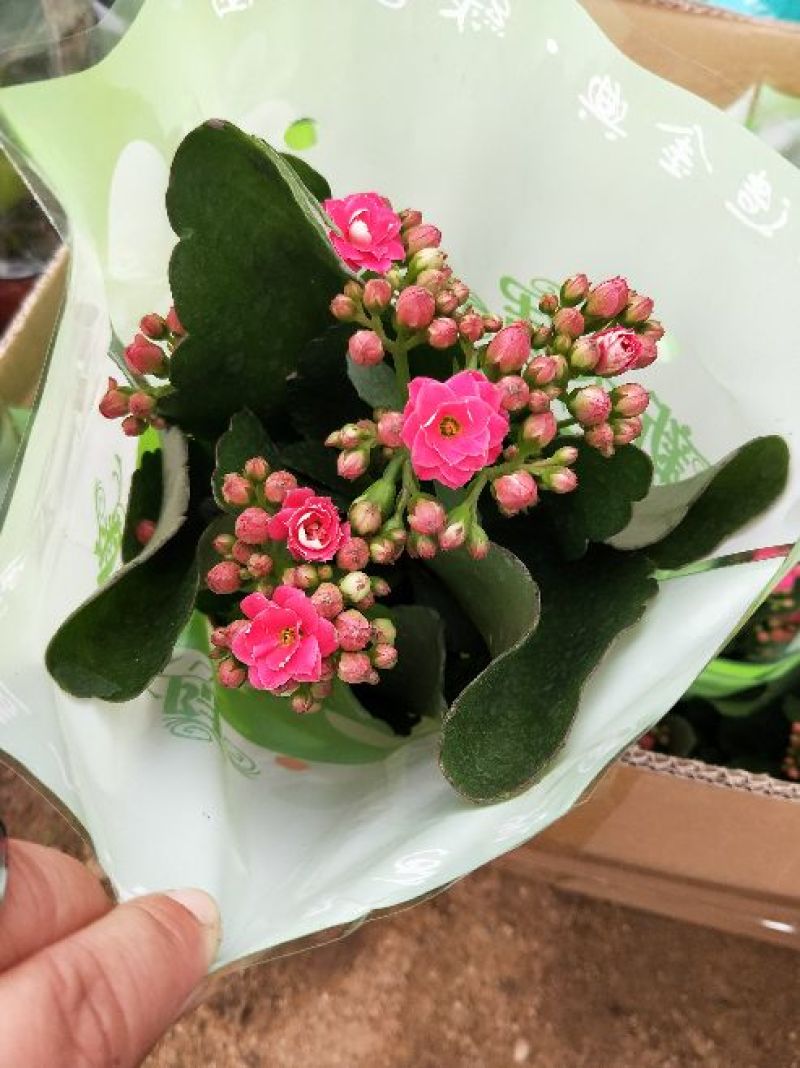 长寿花