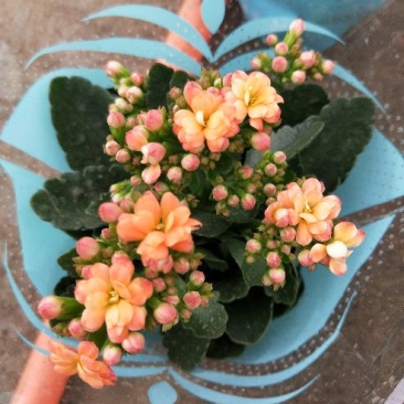 长寿花