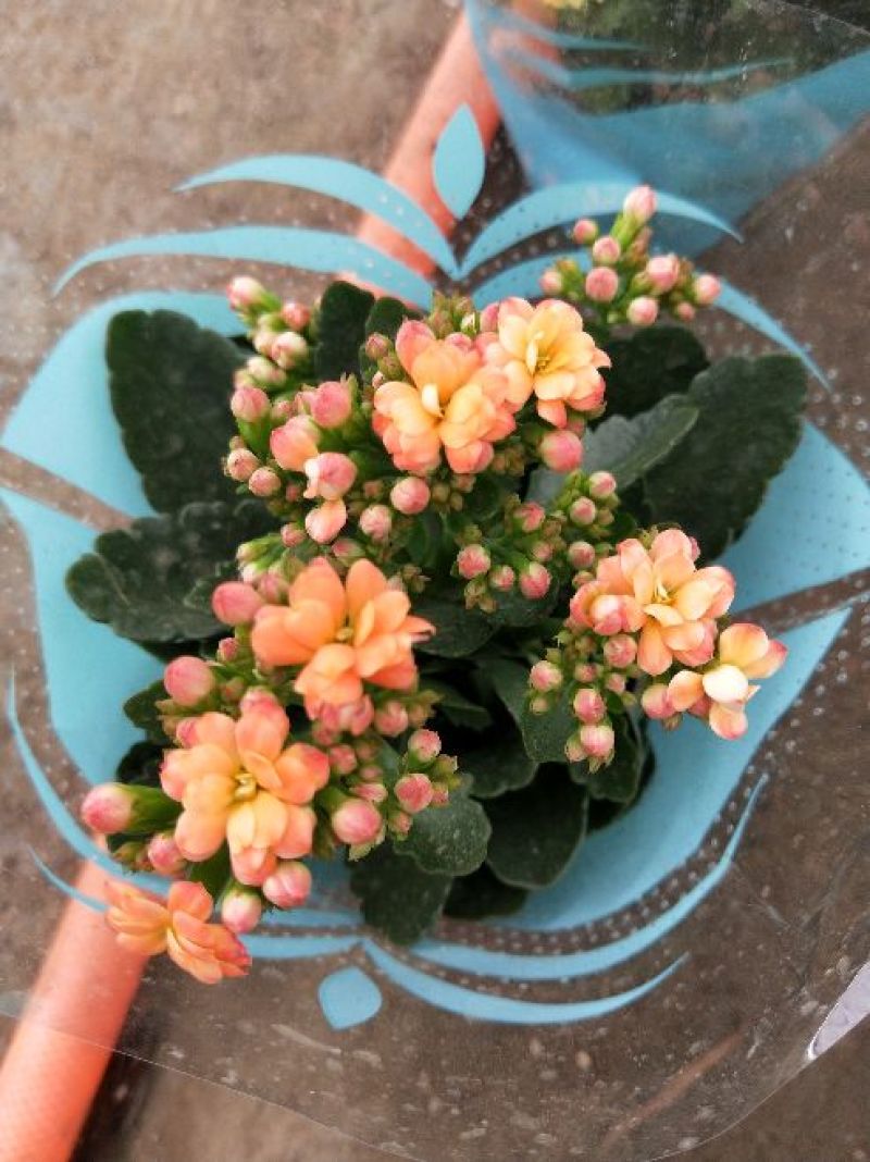 长寿花