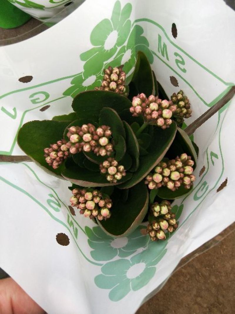 长寿花