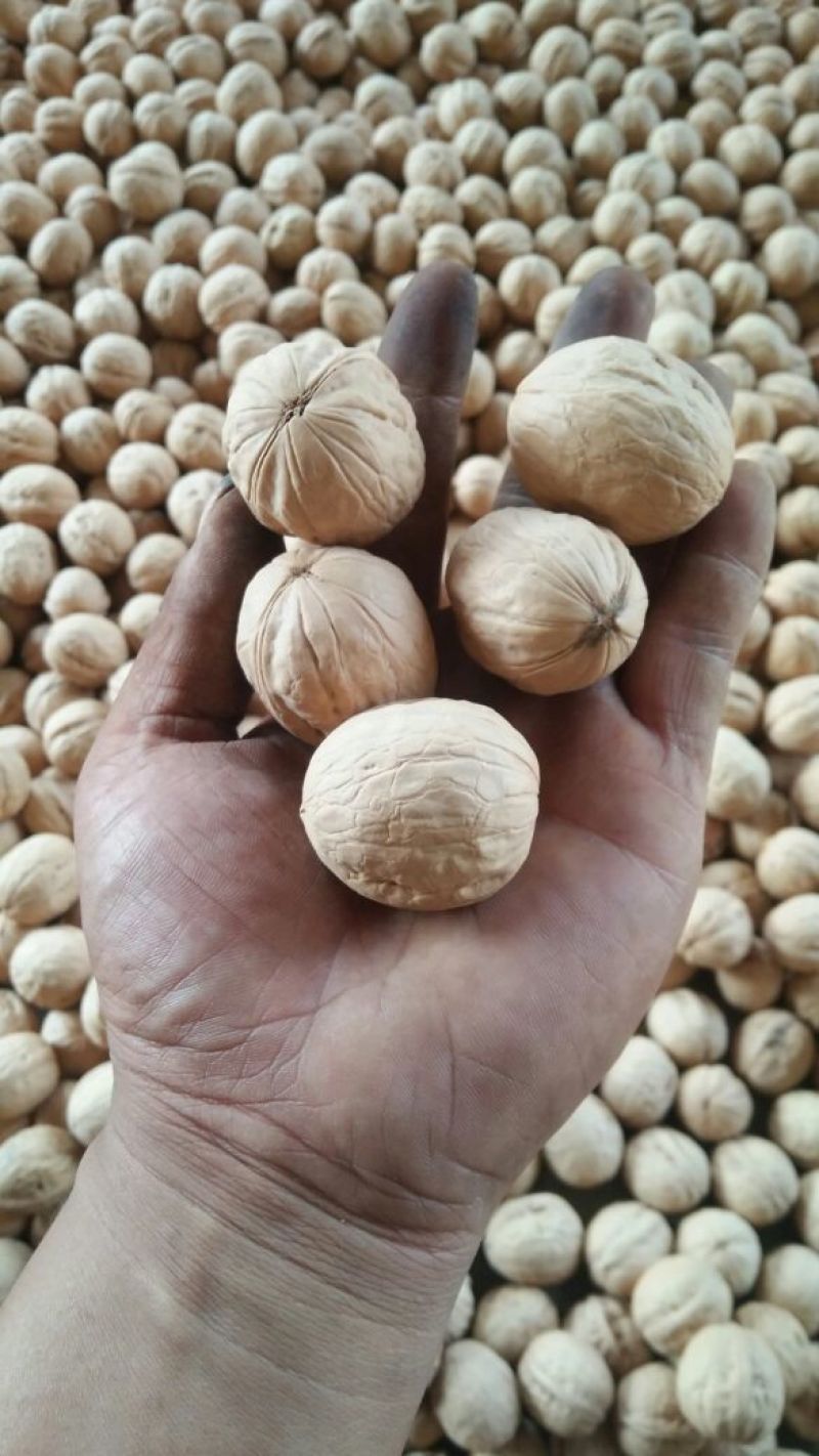 香玲核桃30mm以上去皮干