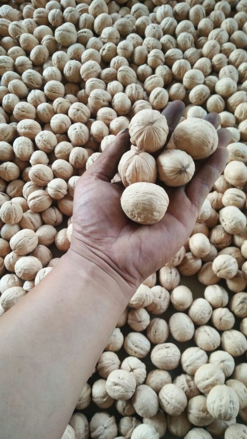 香玲核桃30mm以上去皮干