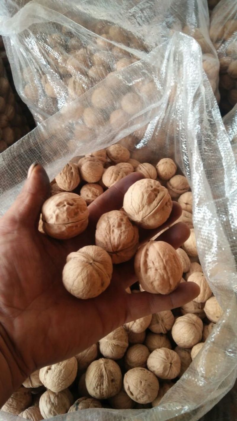 香玲核桃30mm以上去皮干
