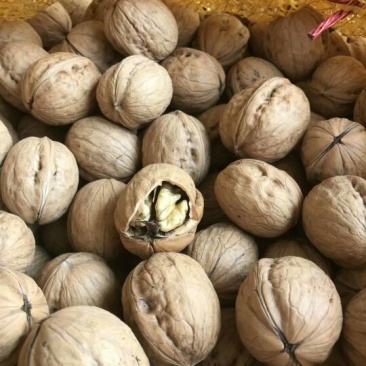香玲核桃30mm以上去皮干