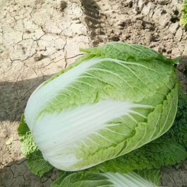 黄心菜白菜净菜4~6斤