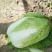 黄心菜白菜净菜4~6斤