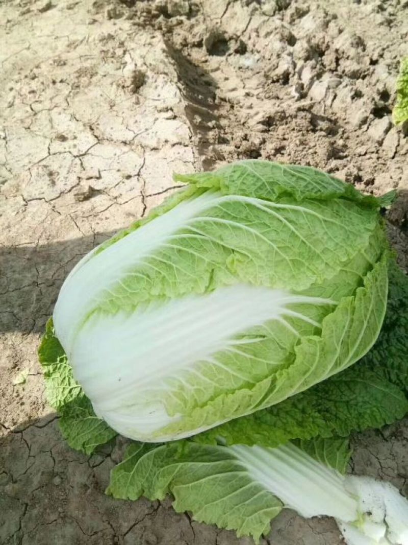 黄心菜白菜净菜4~6斤