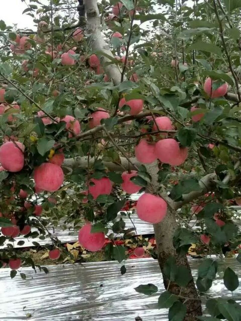 苹果75mm以上纸袋