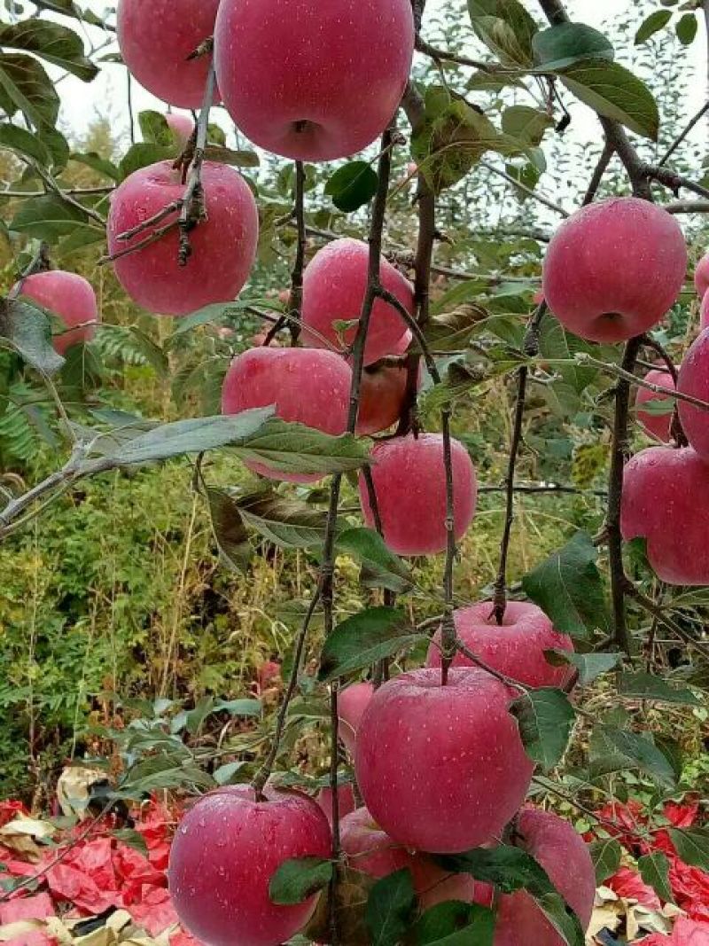 苹果75mm以上纸袋