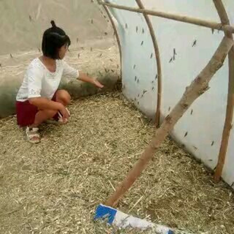 东亚飞蝗食用