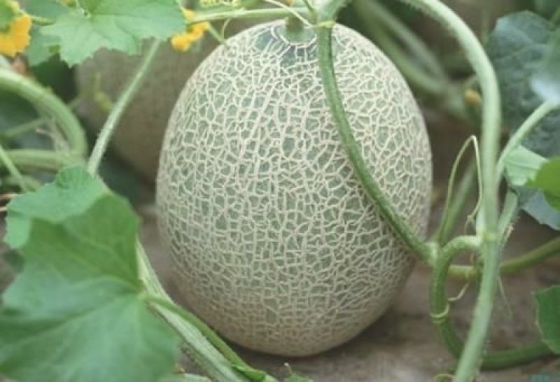 西州蜜瓜5斤以上长形
