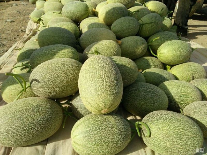 西州蜜瓜5斤以上长形