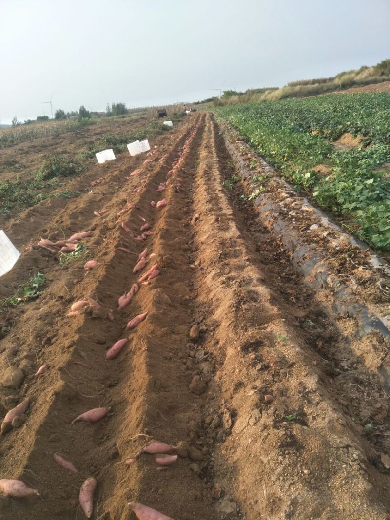 红香蕉红薯3两以上商品薯红心
