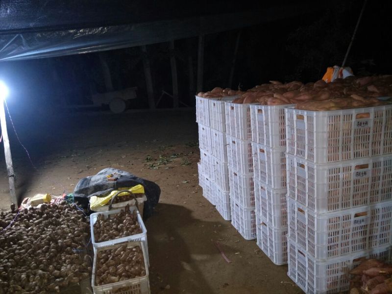 红香蕉红薯3两以上商品薯红心