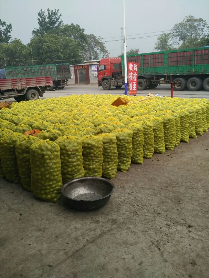 河北省石家庄市灵寿县优质辽系青皮核桃