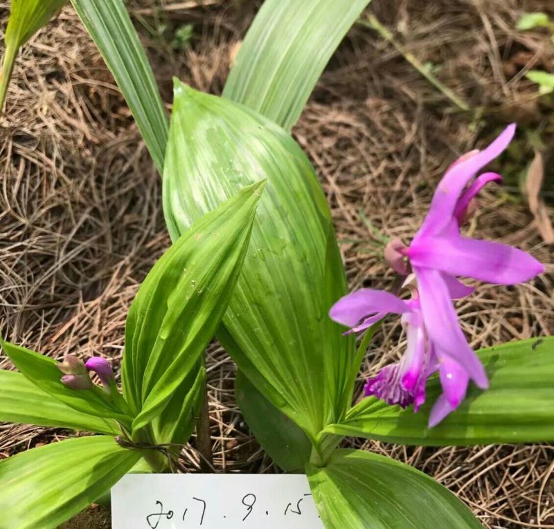 白芨鲜货统货