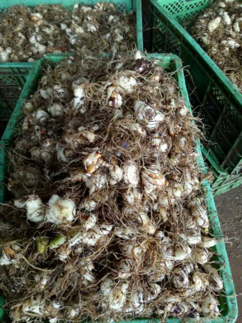 白芨鲜货统货