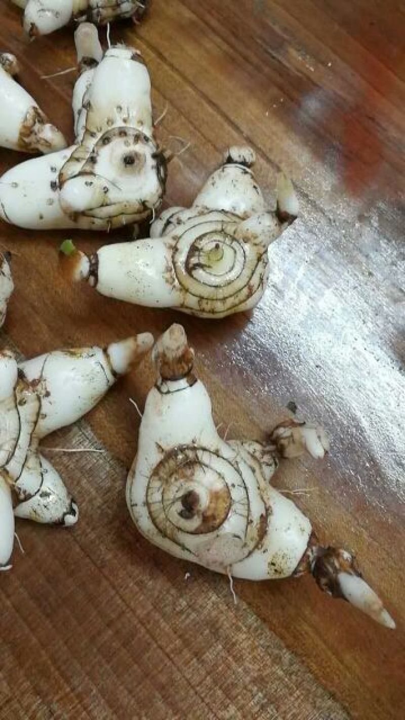 白芨鲜货统货